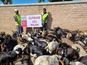 MRF Qurbani Complete Jzk 2022 11 MRF Qurbani Complete Jzk 2022 11 - Malawi Relief Fund UK