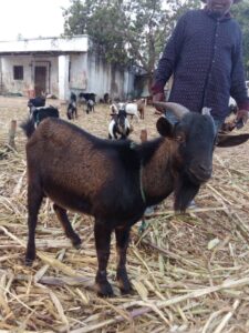 Your Qurbani 2022 1443 Being Chosen 7 Your Qurbani 2022 1443 Being Chosen 7 - Malawi Relief Fund UK