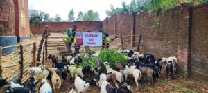 MRF goats preparation for qurbani - 003