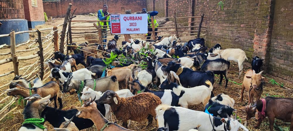 MRF goats preparation for qurbani 2023 - 001